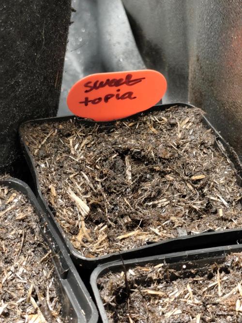 Sweetopia 🍭 paradise seeds. Week 0