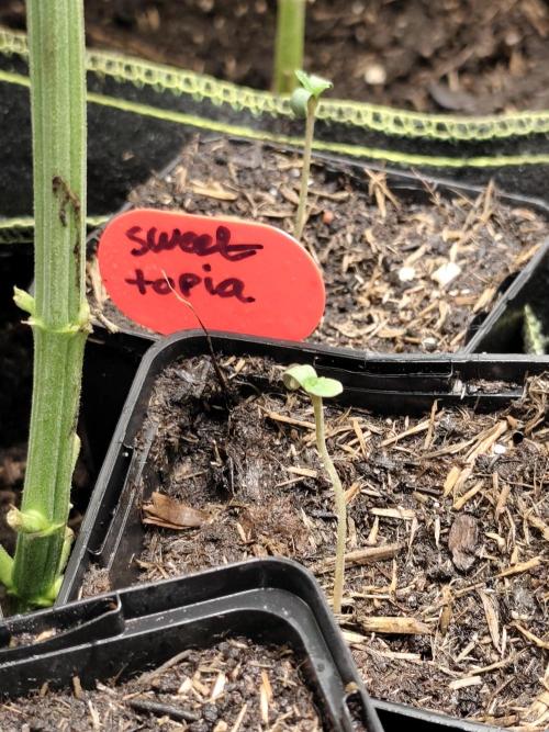 Sweetopia 🍭 paradise seeds. Week 0