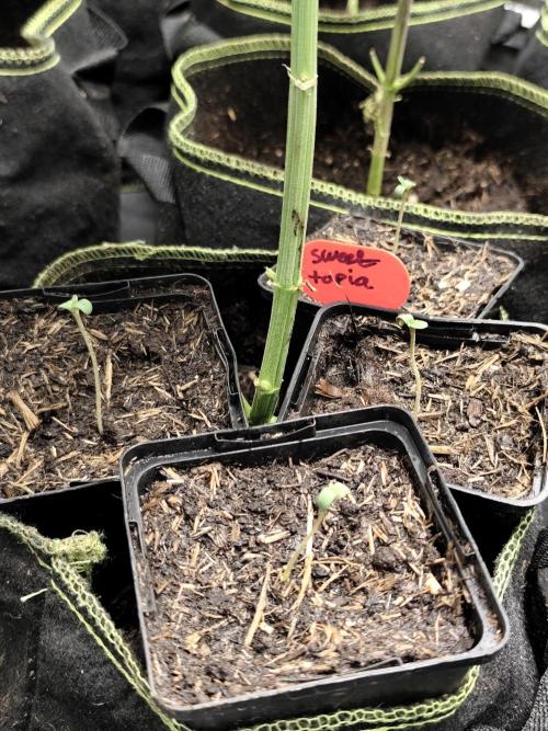 Sweetopia 🍭 paradise seeds. Week 0