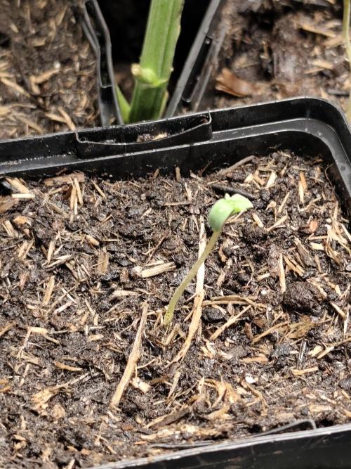 Sweetopia 🍭 paradise seeds. Week 0