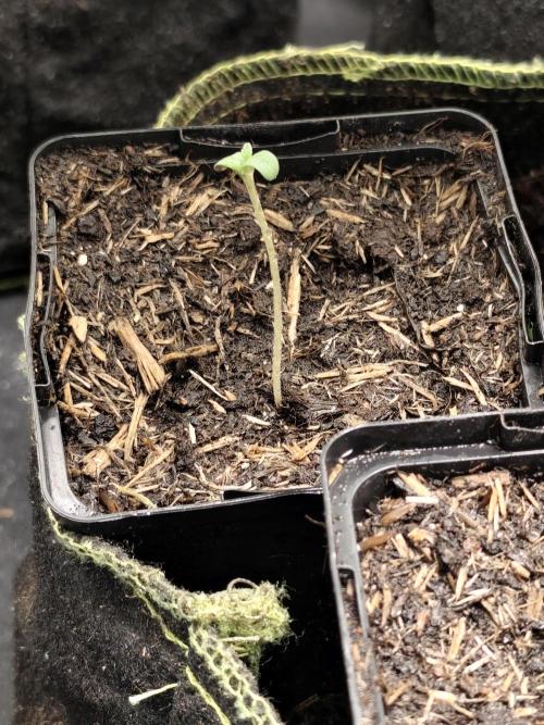 Sweetopia 🍭 paradise seeds. Week 0