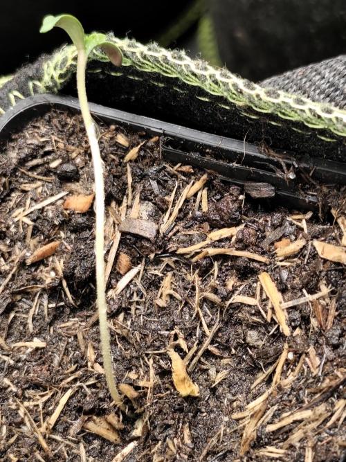 Sweetopia 🍭 paradise seeds. Week 0