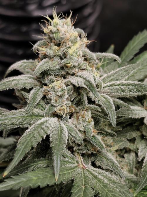 Crazy frost baby. Week 14