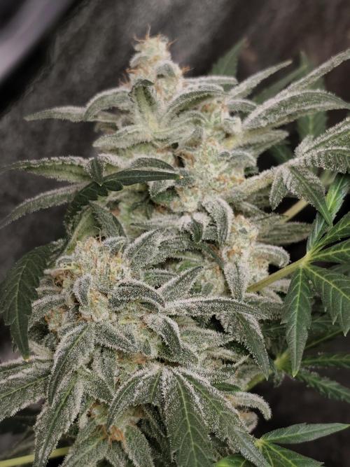 Crazy frost baby. Week 14