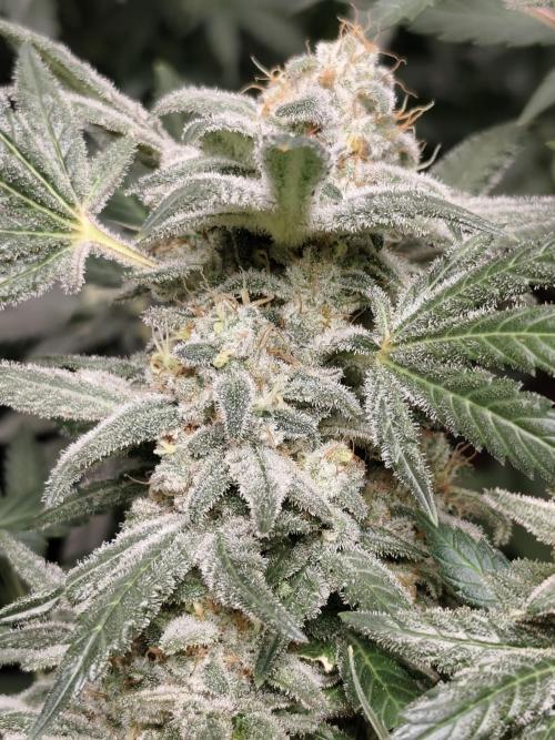 Crazy frost baby. Week 14