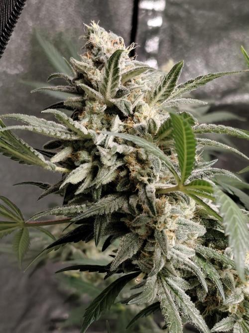 Crazy frost baby. Week 14