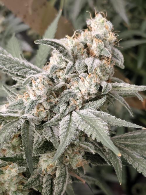 Crazy frost baby. Week 14