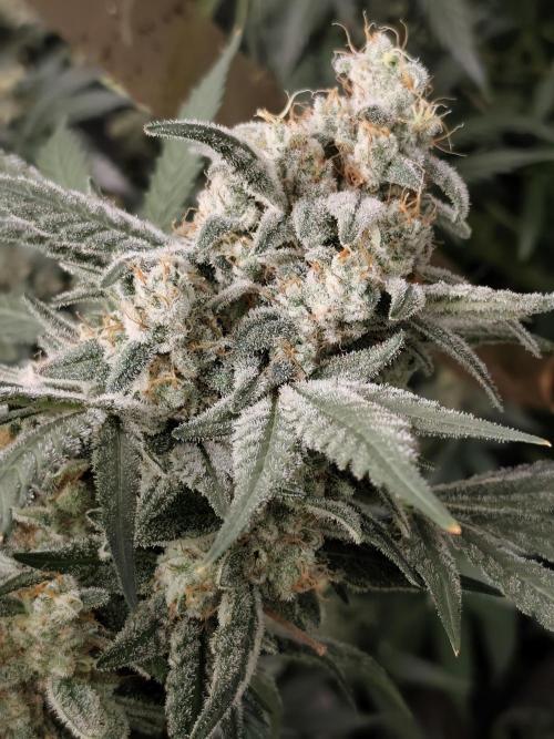 Crazy frost baby. Week 14