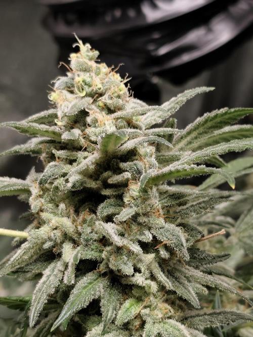 Crazy frost baby. Week 14