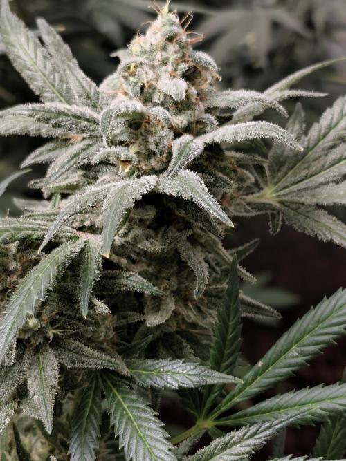 Crazy frost baby. Week 14