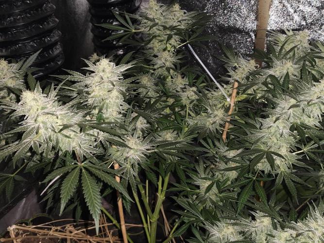 Crazy frost baby. Week 14