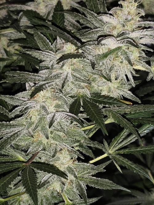 Crazy frost baby. Week 14