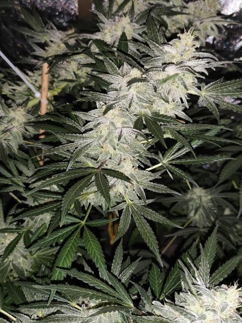 Crazy frost baby. Week 14