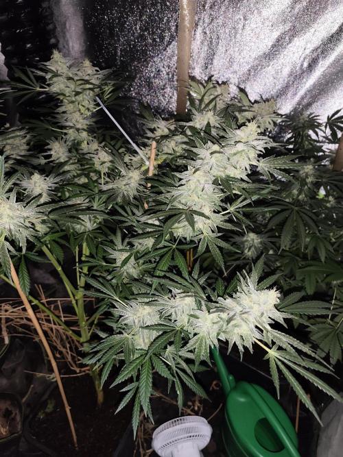 Crazy frost baby. Week 14