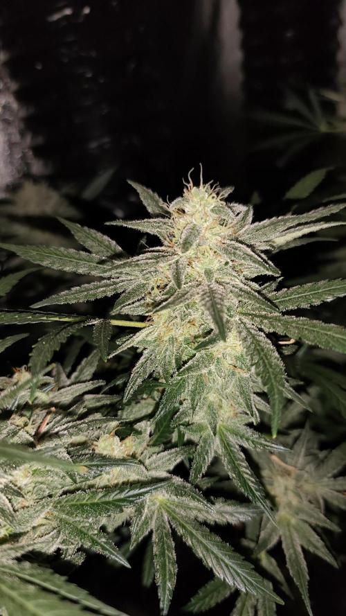 Crazy frost baby. Week 14