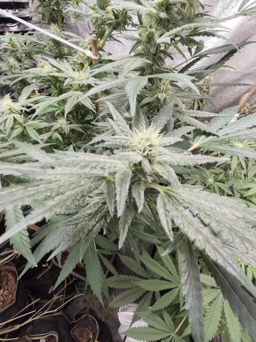 Crazy frost baby. Week 14