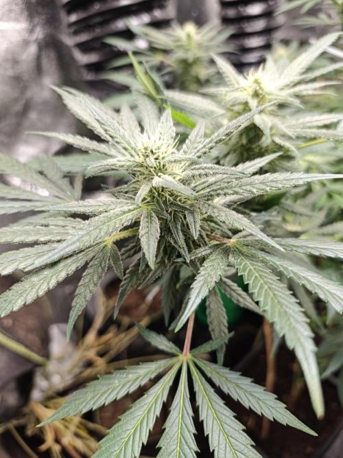 Crazy frost baby. Week 14