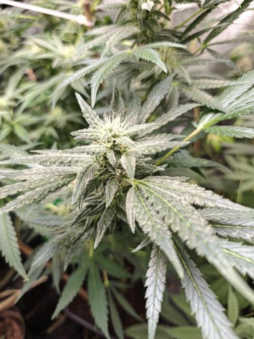 Crazy frost baby. Week 14