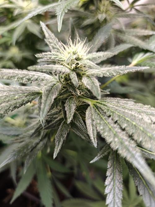 Crazy frost baby. Week 14