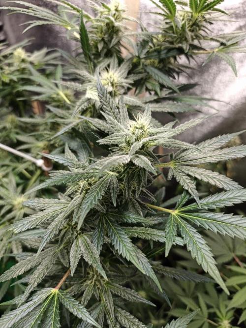 Crazy frost baby. Week 14