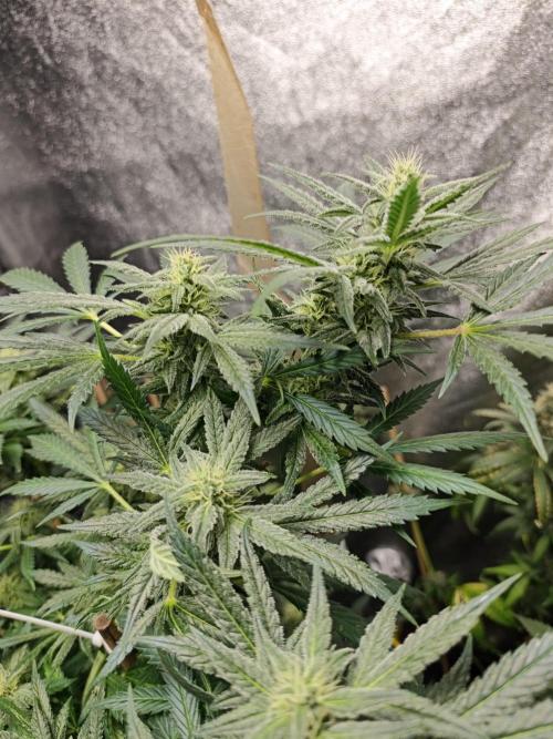 Crazy frost baby. Week 14