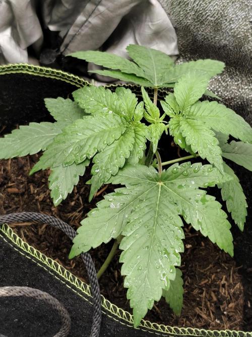 Purple Mintz 💜. Week 3