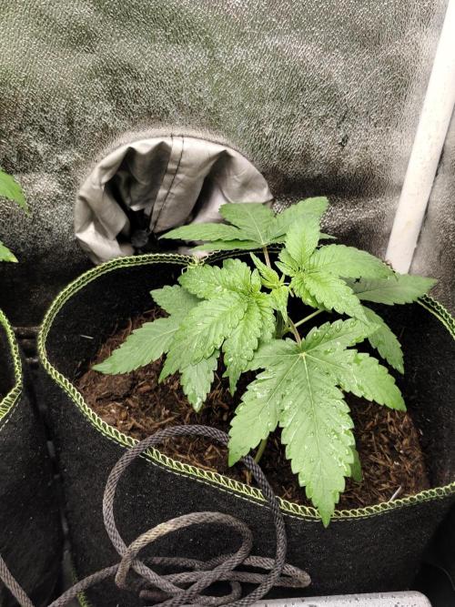 Purple Mintz 💜. Week 3