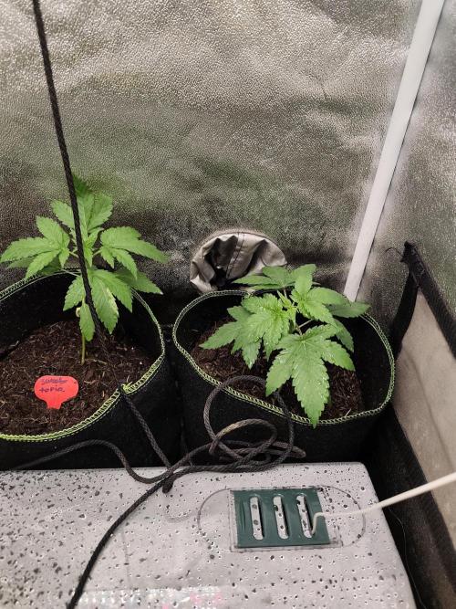 Purple Mintz 💜. Week 3