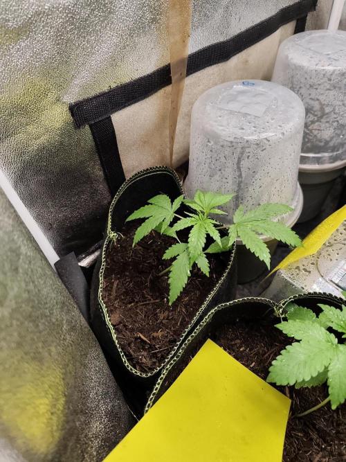 Sweetopia 🍭 paradise seeds. Week 3