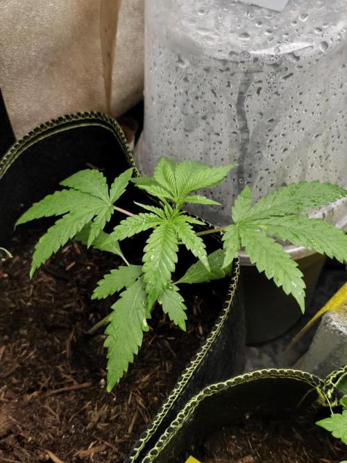 Sweetopia 🍭 paradise seeds. Week 3