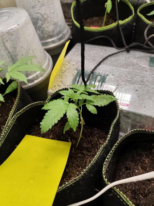 Sweetopia 🍭 paradise seeds. Week 3