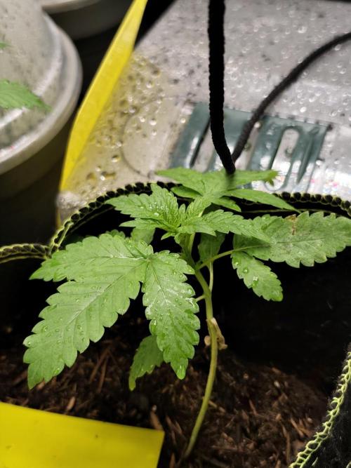 Sweetopia 🍭 paradise seeds. Week 3