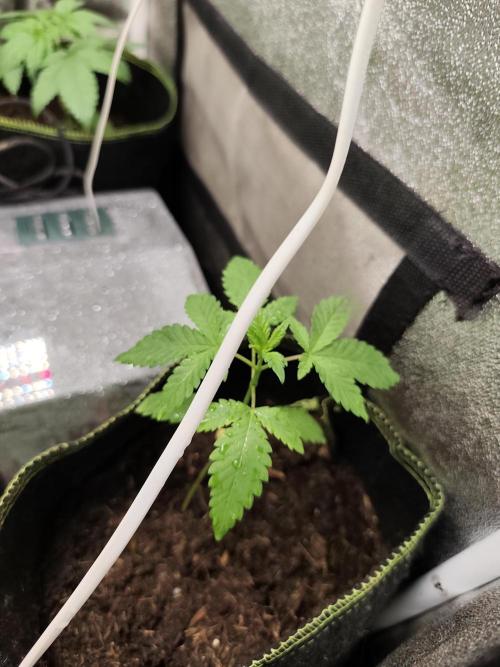 Sweetopia 🍭 paradise seeds. Week 3