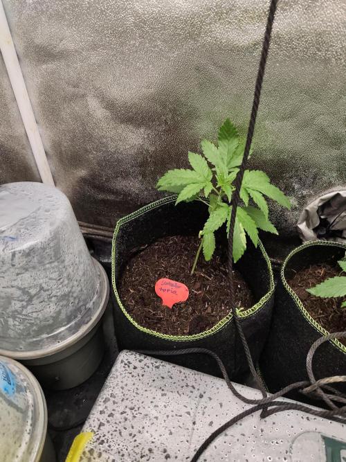 Sweetopia 🍭 paradise seeds. Week 3