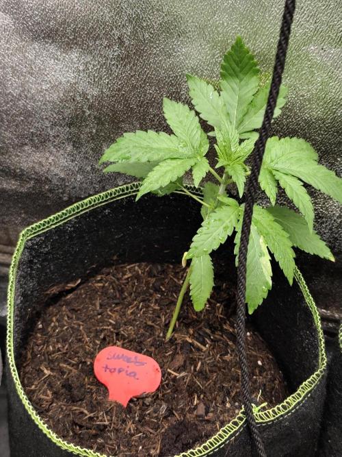 Sweetopia 🍭 paradise seeds. Week 3