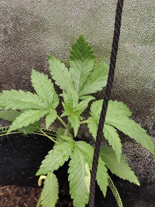 Sweetopia 🍭 paradise seeds. Week 3