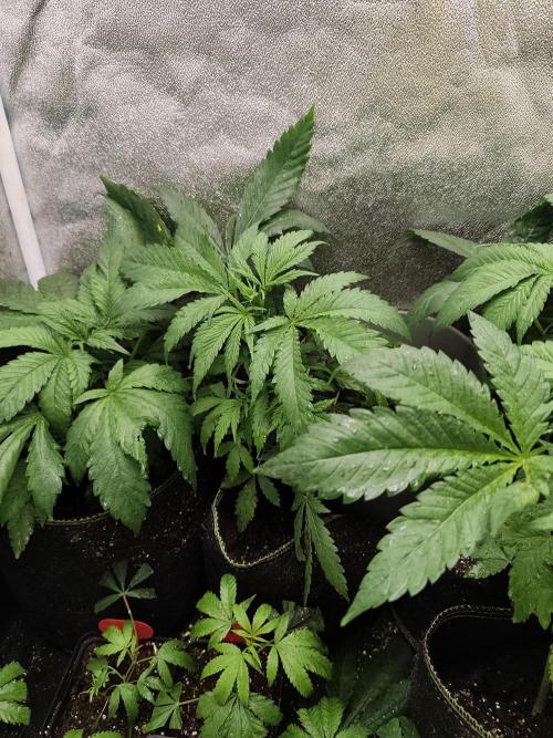 Sweetopia 🍭 paradise seeds. Week 4