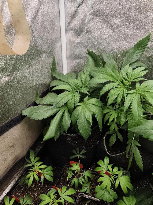 Sweetopia 🍭 paradise seeds. Week 4