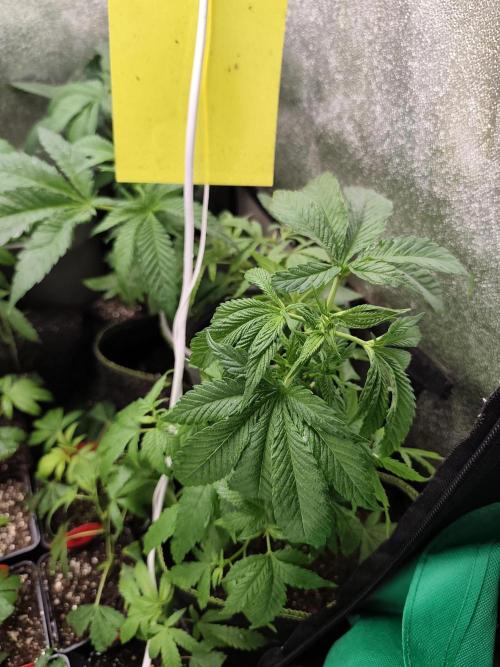 Sweetopia 🍭 paradise seeds. Week 4