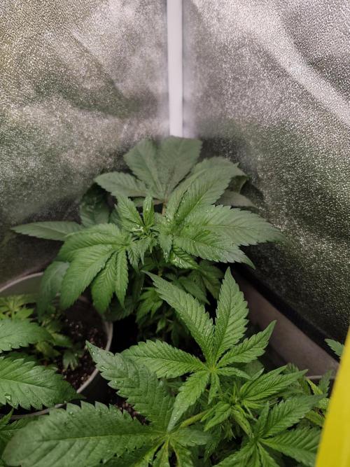 Purple Mintz 💜. Week 4