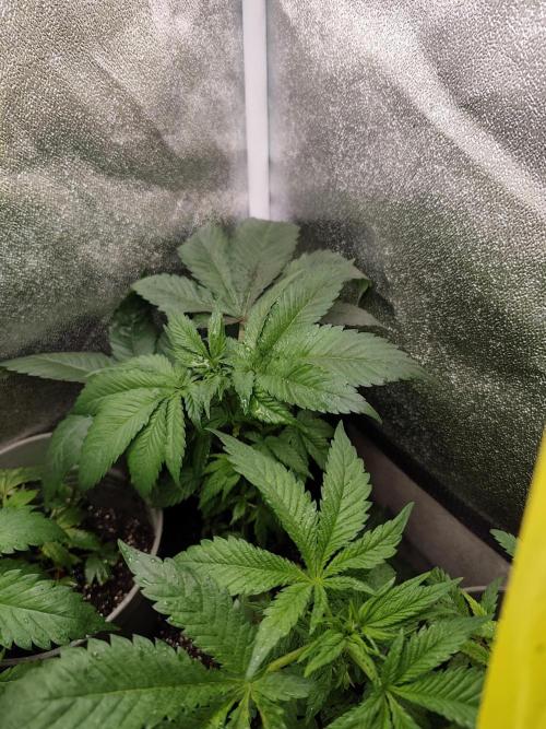 Purple Mintz 💜. Week 4