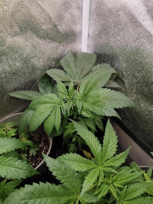 Purple Mintz 💜. Week 4