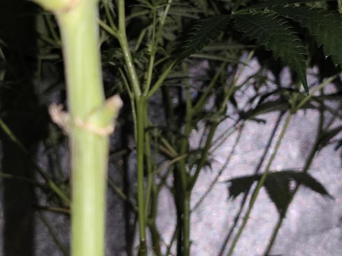 Red wine 🍷 X the Bird 🐦. Week 2