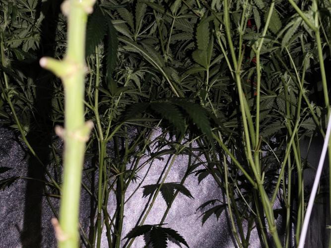 Red wine 🍷 X the Bird 🐦. Week 2