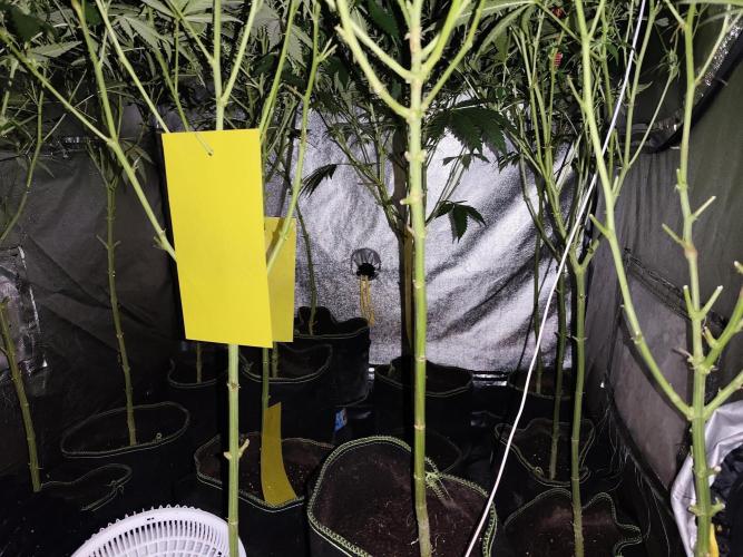 Red wine 🍷 X the Bird 🐦. Week 2