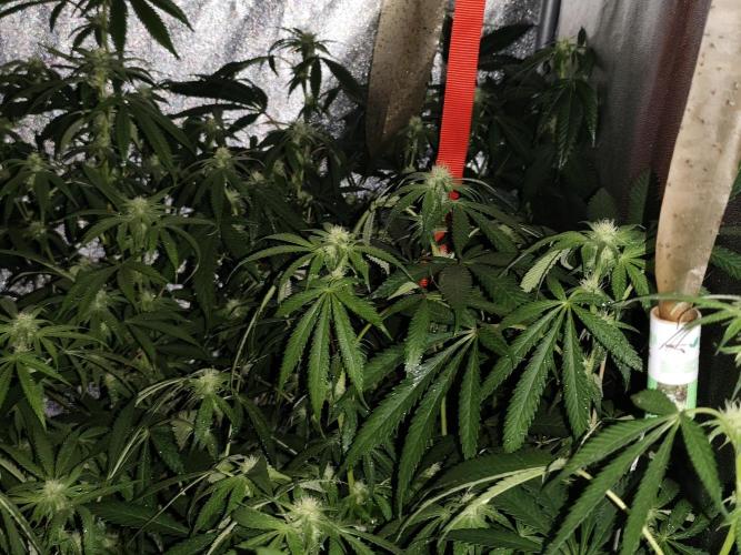 Red wine 🍷 X the Bird 🐦. Week 2