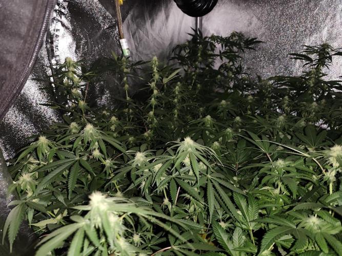 Red wine 🍷 X the Bird 🐦. Week 2