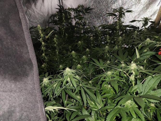 Red wine 🍷 X the Bird 🐦. Week 2