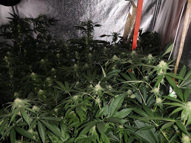 Red wine 🍷 X the Bird 🐦. Week 2