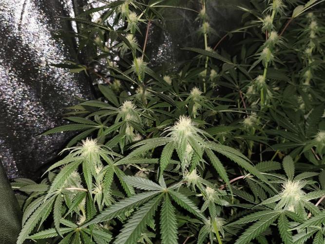 Red wine 🍷 X the Bird 🐦. Week 2